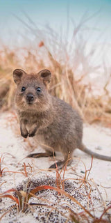 DESTINATION BEACH TOWELS | Quokka Smile